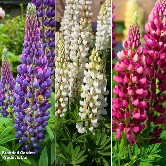 Lupin polyphyllus 'Legendary Trio'