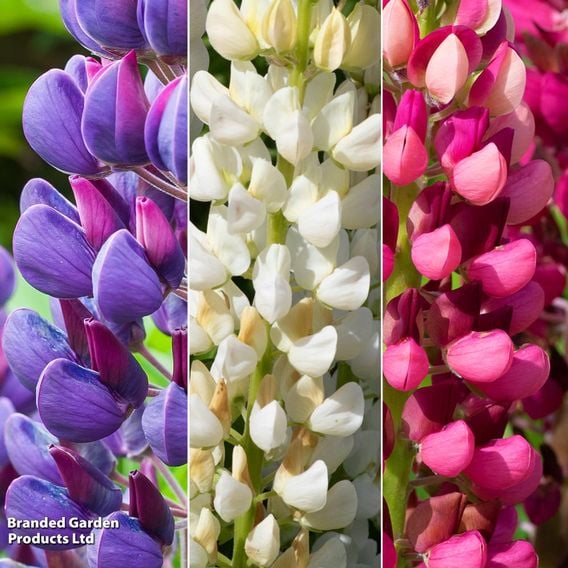 Lupin polyphyllus 'Legendary Trio'