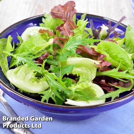 Lettuce 'All Sorts Mixed'