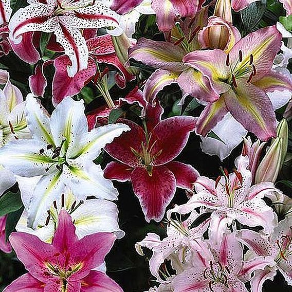 Giant Oriental Lily Collection