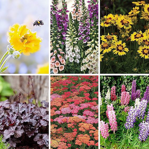 Bumper Potted Perennial Collection