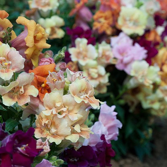 Antirrhinum Mini Butterflies