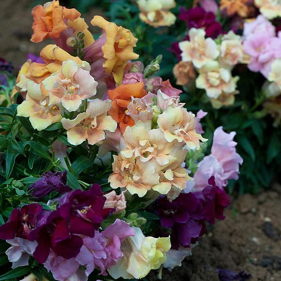 Antirrhinum Mini Butterflies