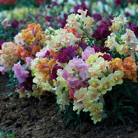 Antirrhinum Mini Butterflies