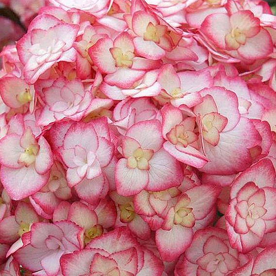 Hydrangea macrophylla 'Miss Saori'