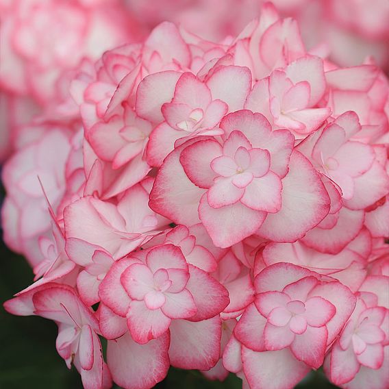 Hydrangea macrophylla 'Miss Saori'