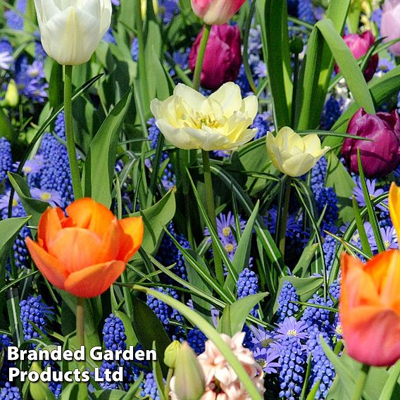 Nurserymans Choice Bulbs