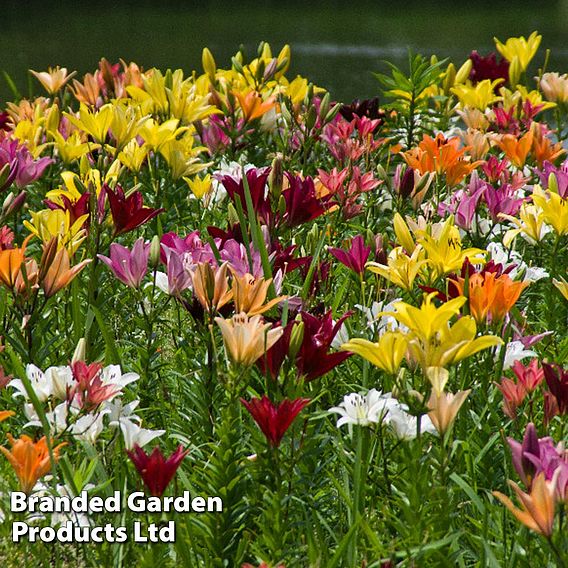 Nurserymans Choice Bulbs