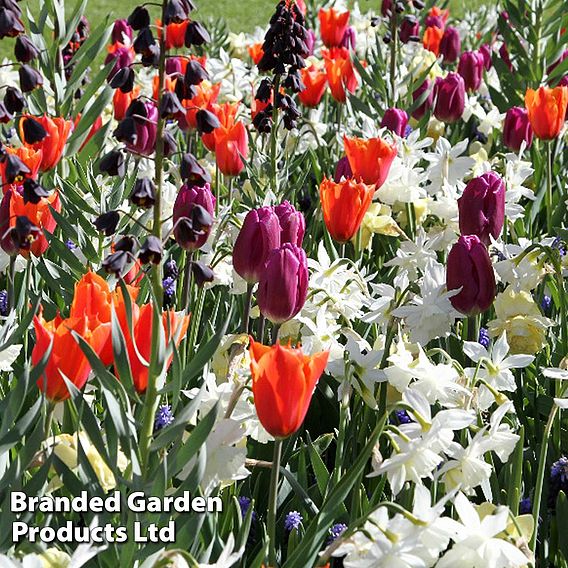 Nurserymans Choice Bulbs