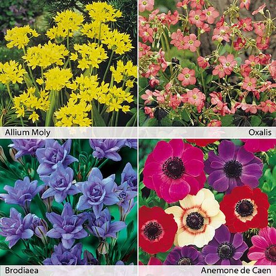 Summer Crazy Colour Collection
