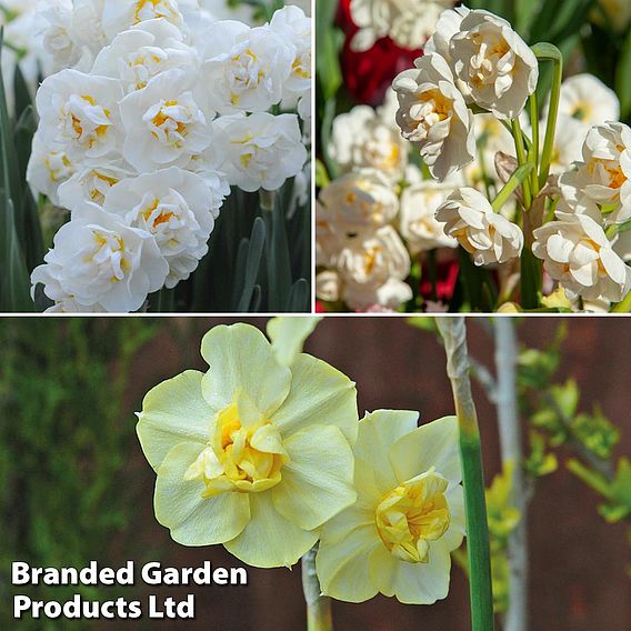 Daffodil 'Scented Collection'