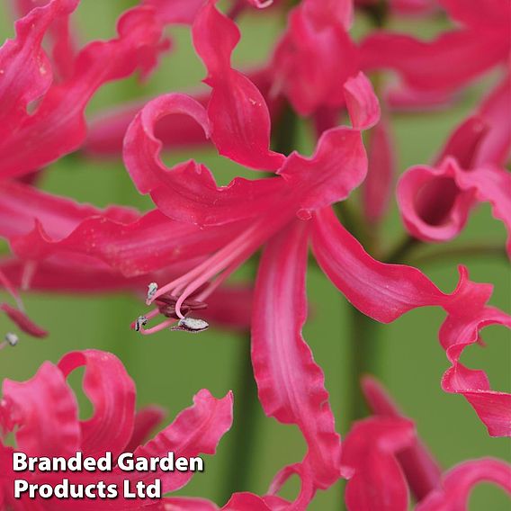 Nerine bowdenii 'Mister John'