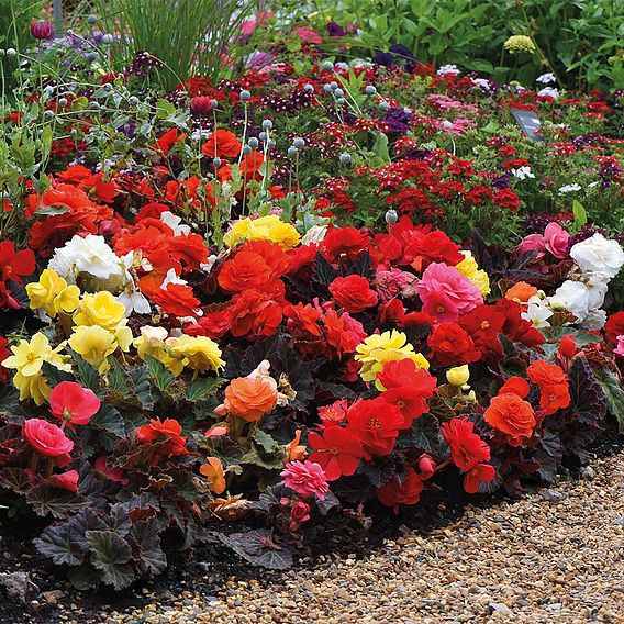 Begonia x tuberhybrida 'Nonstop Mocca'