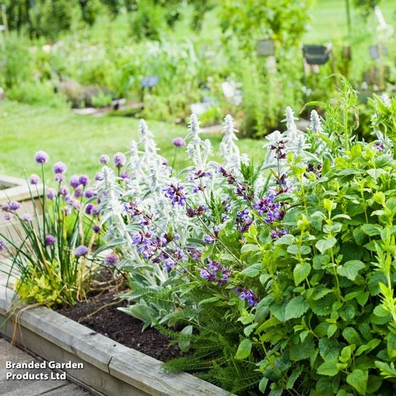 Nurserymans Choice Herbs