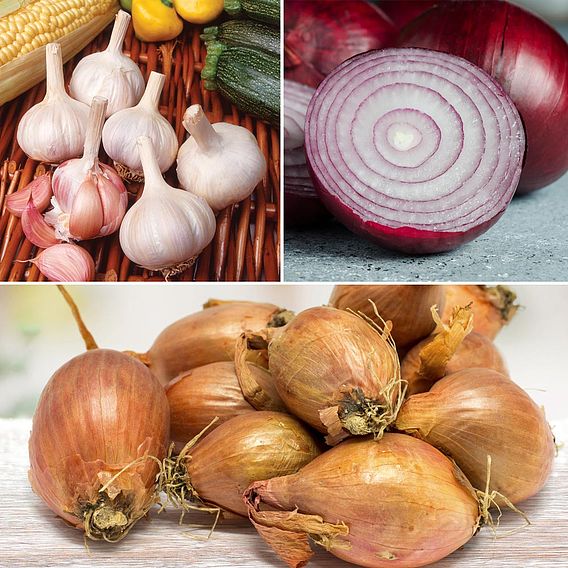 Bumper Onion/Shallot/Garlic Spring Planting Trio