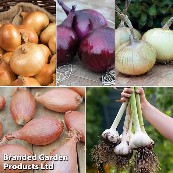 Bumper Autumn Planting Onion/Garlic/Shallot 