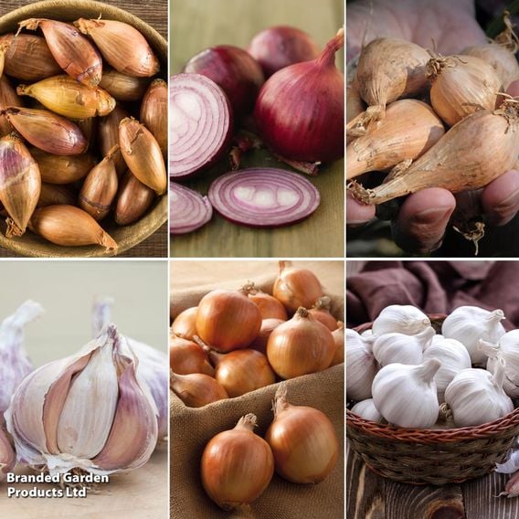 Autumn Planting Onion/Garlic/Shallot Collection
