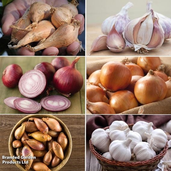 Autumn Planting Onion/Garlic/Shallot Collection
