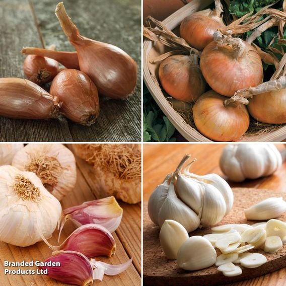Autumn Onion/Garlic/Shallot Collection