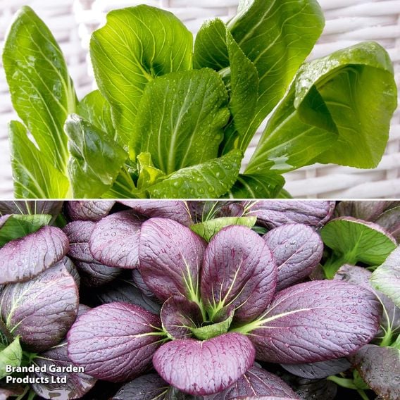 Pak Choi 'Crunchy Colour Mix' - Seeds