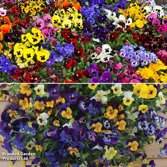 Pansy Hanging Basket Duo