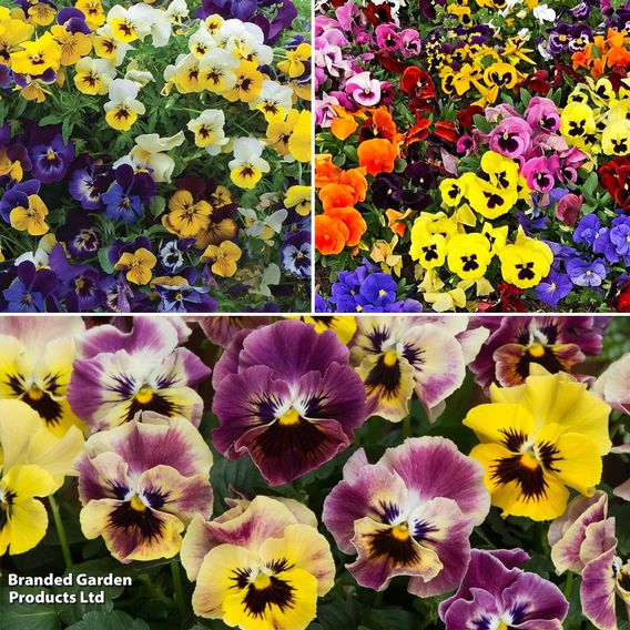 Winter Flowering Bedding Collection