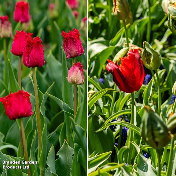 Tulip 'Parrots of the Caribbean'