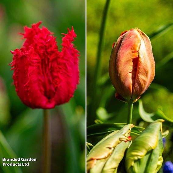 Tulip 'Parrots of the Caribbean'