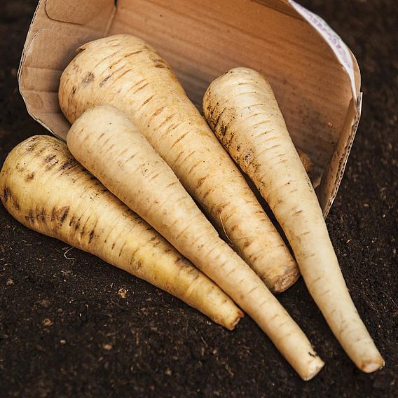 Parsnip 'Tender and True' - Organic Seeds