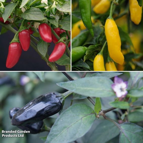Chilli Pepper Patio Collection