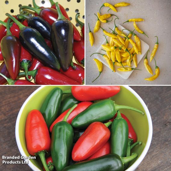 Chilli Pepper Patio Collection