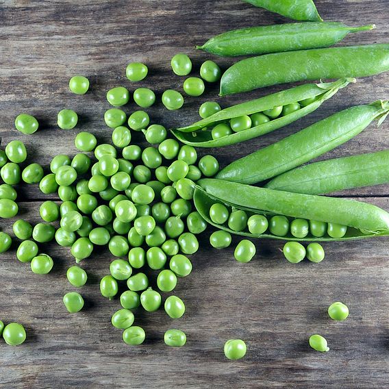 Pea (Organic) Seeds - Kelvedon Wonder