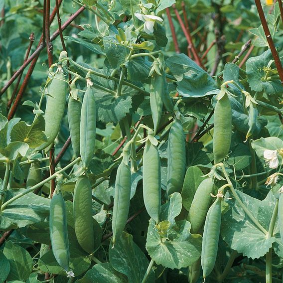 Pea (Organic) Seeds - Kelvedon Wonder