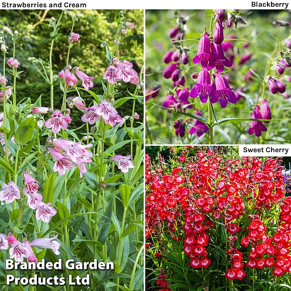 Penstemon 'Ice Cream Collection'