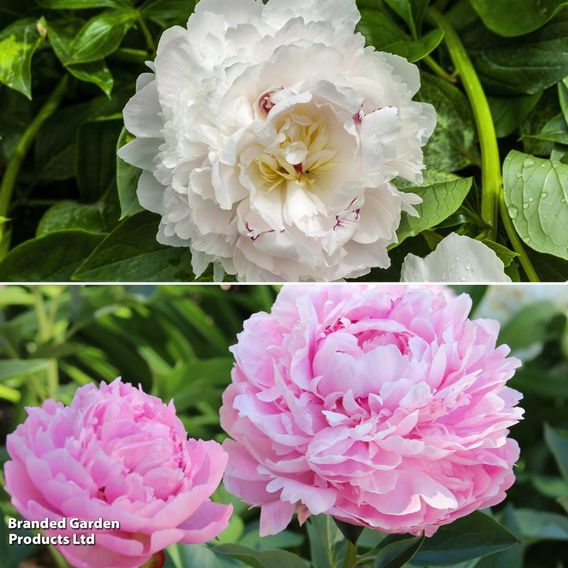 Peony 'Pastel Duo'