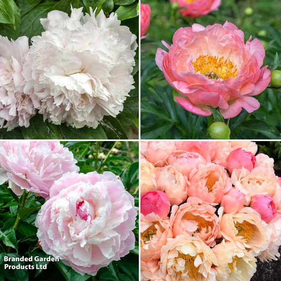 Nurserymans Choice Pink Peony
