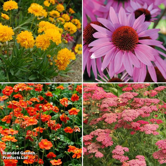 Perennial Saver Collection