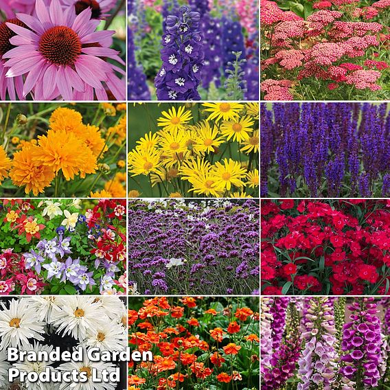 Best Value Perennial Collection