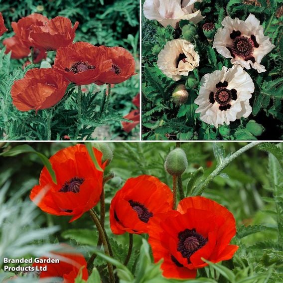 Poppy Oriental Trio