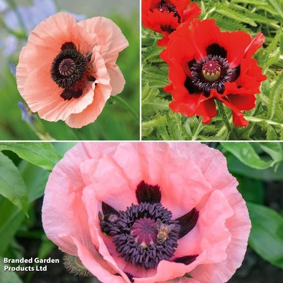 Oriental Poppy Trio