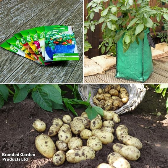 Potato 'Charlotte' Suttons Growing Kit