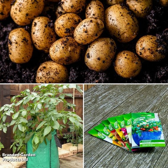 Potato 'Maris Piper' Suttons Growing Kit