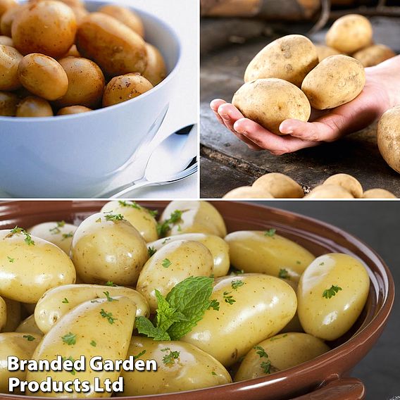Potato Patio Growing Refill Collection