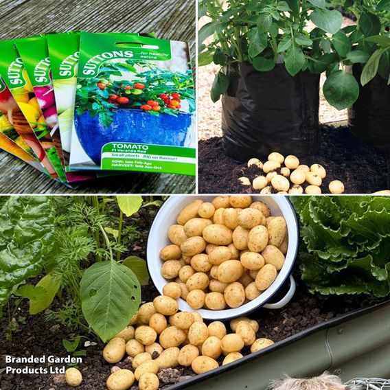 Potato 'Jacky' Suttons Growing Collection