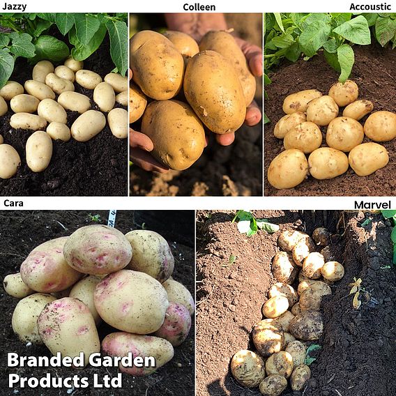 Potato Blight Tolerant Collection