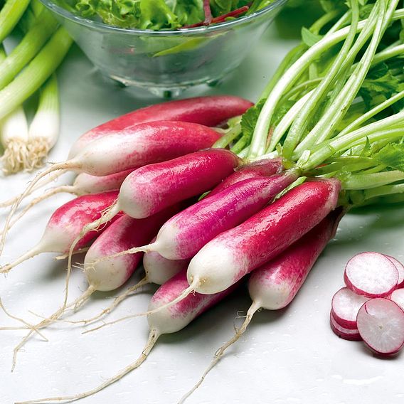 Radish (Organic) Seeds - French Breakfast