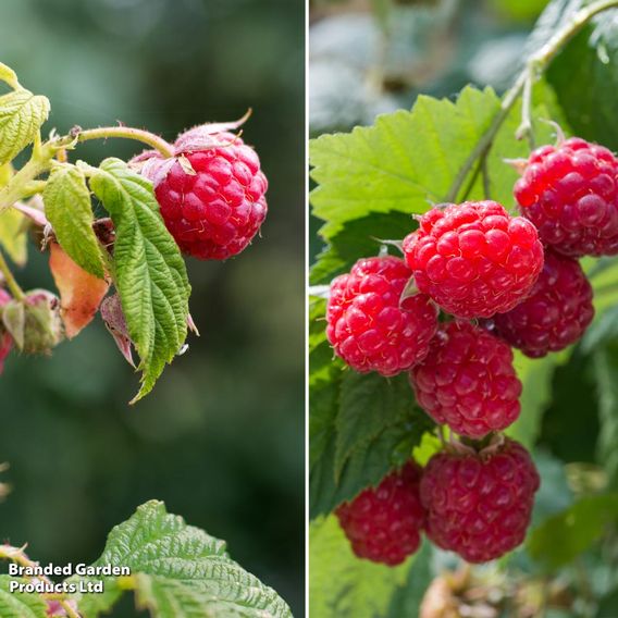 Raspberry Two Season Duo