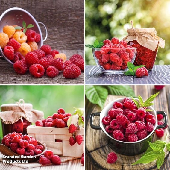 Raspberry Growers Choice