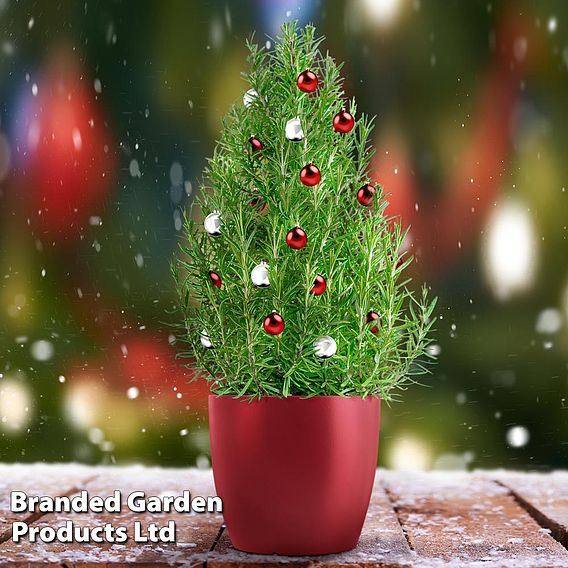 Rosemary Christmas Tree - Gift