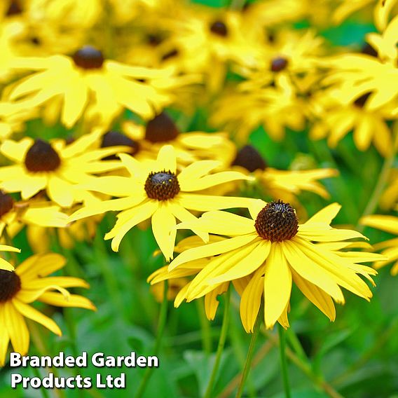 Rudbeckia fulgida var sullivantii 'Goldsturm'